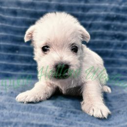 Gray - White male West Highland White Terrier puppy in Cleveland Tx, Texas from Pixie Hollow Westies