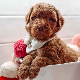 Hades - Red  male Goldendoodle puppy in Iola, Texas from Supreme Doodles of Texas