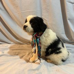 Zoro - White and black male Karakachan puppy in Pikeville, Tennessee from Rock Solid Ranch
