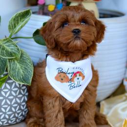 Cavapoo Puppies from Bailey & Bella Cavapoos