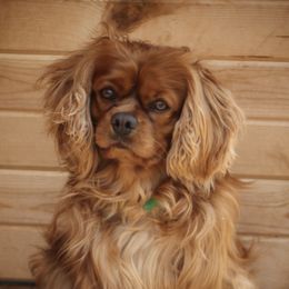 Cavalier King Charles Spaniels from The King's Cavs