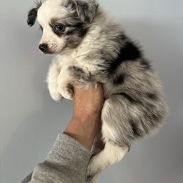 Beanie Weenie - Blue merle Toy Australian Shepherd puppy in Greensboro, North Carolina from Rambling L Toy& Mini Aussies
