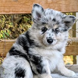 Nyx - Mini Female - Merle female Pomsky puppy in Draper, Utah from Pocket Pomskys