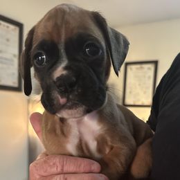 Boy 2 - male Boxer puppy in Madison, Georgia from Mary Moon