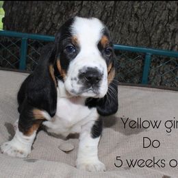 Girl 6 - Basset Hound puppy in Texas from Basset Hounds of Jacksboro, Tx