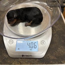 Girl 3 - Black and gold female Yorkshire Terrier puppy in Phoenix, Arizona from Coursey’s Yorkies
