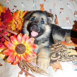German Shepherd Puppies from Countryside Kennel