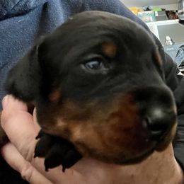 Doberman Pinscher Puppies from Rangewood Kennel