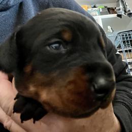 Doberman Pinscher Puppies from Rangewood Kennel