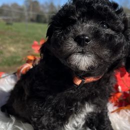 Boy 2 - Aussiedoodle puppy from Salt River Kennels