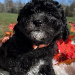 Boy 2 - Aussiedoodle puppy from Salt River Kennels