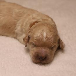 Sawyer - Apricot male Goldendoodle puppy in Macclenny, Florida from Baker County Goldendoodles