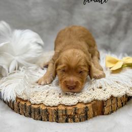 Dove - Apricot female Goldendoodle puppy in Williamson, New York from Lakeside Doodles