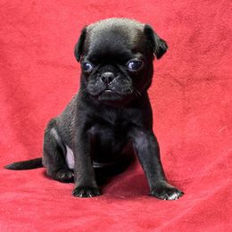 Girl 1 - Black Pug puppy in Greeneville, Tennessee from Bear Mountain Farms