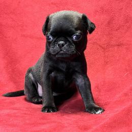 Girl 1 - Black Pug puppy in Greeneville, Tennessee from Bear Mountain Farms