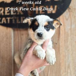Boy 5 - Blue mottled male Australian Cattle Dog puppy in Monroe, North Carolina from Creek View Cattle Dogs
