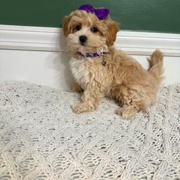 Cheyenne - Cream female Maltipoo puppy in Feasterville Trevose, Pennsylvania from HMH’s Maltipoos & Cavaliers