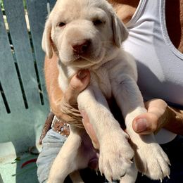 Labrador Retriever Puppies from The Sugar & Spice Ranch Labrador Retrievers
