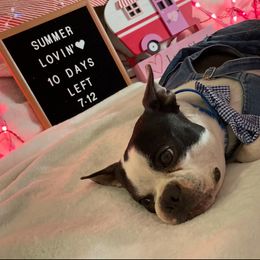 Marley - Black brindle and white male Boston Terrier puppy in Rowland Heights, California from Rocknbostons