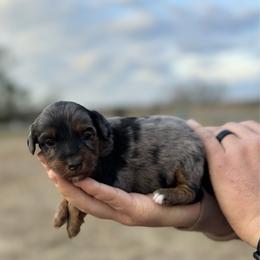 Black collar - Blue merle female Aussiedoodle puppy in Fairmount, Georgia from Muscadine Meadows Farm