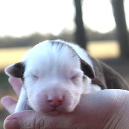 Pompompurin - Red tri-color male Australian Shepherd puppy in Star City, Arkansas from Circle P Farm Australian Shepherds