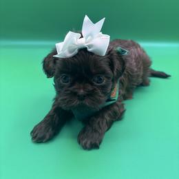 Violet - Chocolate female Shih Tzu puppy in Avondale, Arizona from Riley Family Shih Tzus