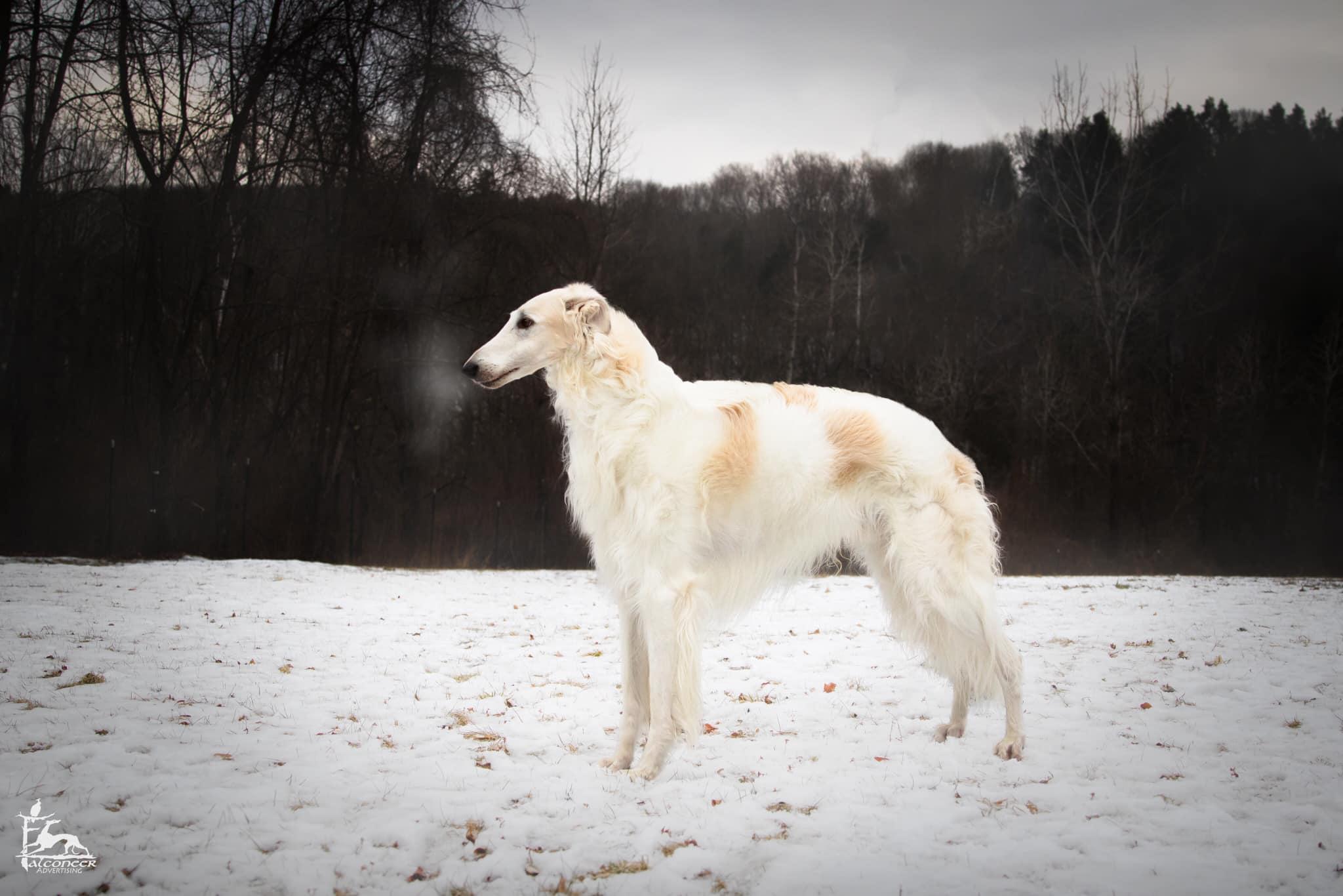 Falconeer Kennels in New York Saluki and Whippet puppies Good Dog