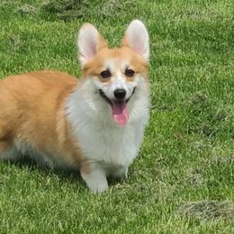 German Shepherds and Pembroke Welsh Corgis from Vom Musselman German Shepherds and Forte Pembroke Welsh Corgis