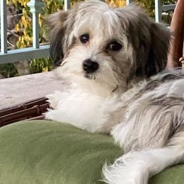 Havanese Puppies from Kim's Puppy Palace