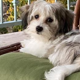 Havanese Puppies from Kim's Puppy Palace