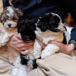Havanese Puppies from Endearing Havanese