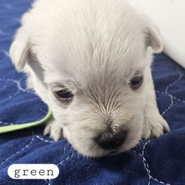 1st Pick Male - White male West Highland White Terrier puppy in Mayo, Florida from Carrot Tails LLC