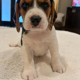Blaire - White black and tan female Beagle puppy in Brownsboro, Texas from Willow Bark Beagles