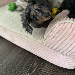 Dachshund and French Bulldog Puppies from Jessica's French Bulldogs and Dachshunds
