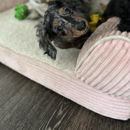Dachshund and French Bulldog Puppies from Jessica's French Bulldogs and Dachshunds