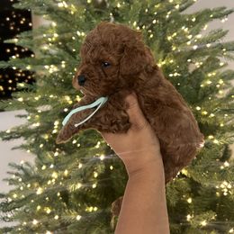Teal boy - Red  male Poodle puppy in Bakersfield, California from Underground kennels