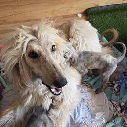 Katerina - Afghan Hound