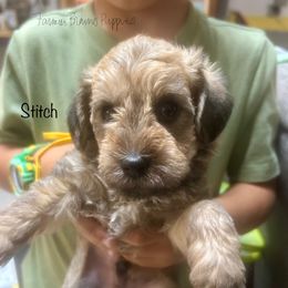 Stitch - Sable male Schnoodle puppy in Sedalia, Missouri from Farmer Brown's Puppies