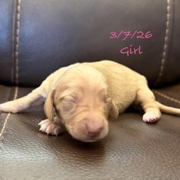 PENDING - Red female Dachshund puppy in Joshua Tree, California from Desert Dreams Ranch