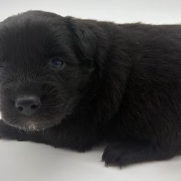 Jasper - Black male Miniature Australian Shepherd puppy in Smithville, Arkansas from Cooper Creek Aussies