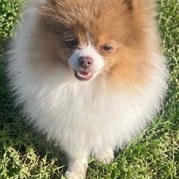Wisteria - Lavender female Pomeranian puppy in Buck Valley, Pennsylvania from Buck Valley Pomeranians