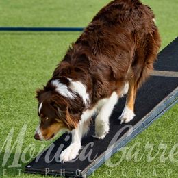 Ruby - Australian Shepherd