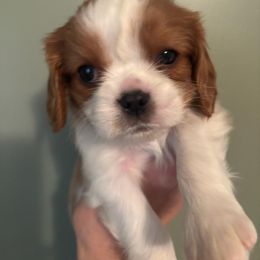 Max - Blenheim male Cavalier King Charles Spaniel puppy in Caledonia, Michigan from Magnolia Acres