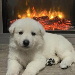 purple collar girl - White Berger Blanc Suisse puppy in Valparaiso, Indiana from Foreman’s White Swiss Shepherds