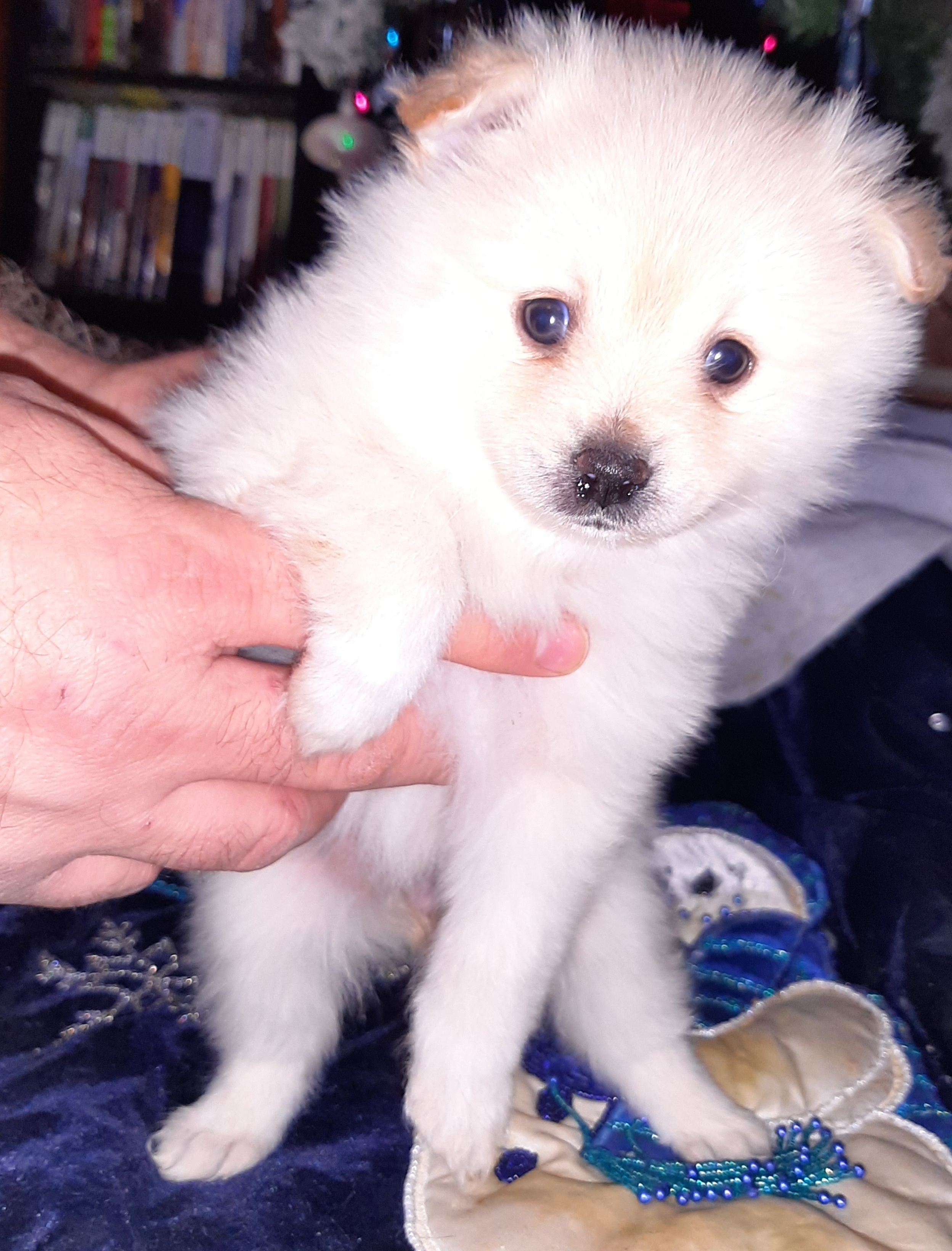 Pomskies from Texas Panhandle Small Pomsky Puppies