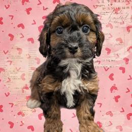 Jingle - Black and tan male Yorkipoo puppy in Coshocton, Ohio from Forever Family Puppies