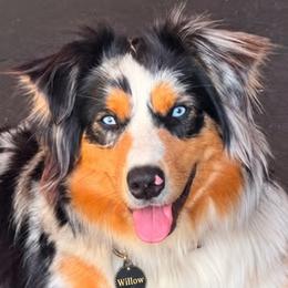 Willow - Australian Shepherd