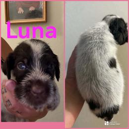 Luna - Liver and white female German Wirehaired Pointer puppy in Fulshear, Texas from Jagged Edge German Wirehaired Versatility Dogs