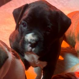 Baby blue collar girl - White female Boxer puppy in East Longmeadow, Massachusetts from Boxer Bliss