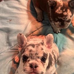 Bullmastiff and French Bulldog Puppies from Fernandes’ Guardians Bullmastiff